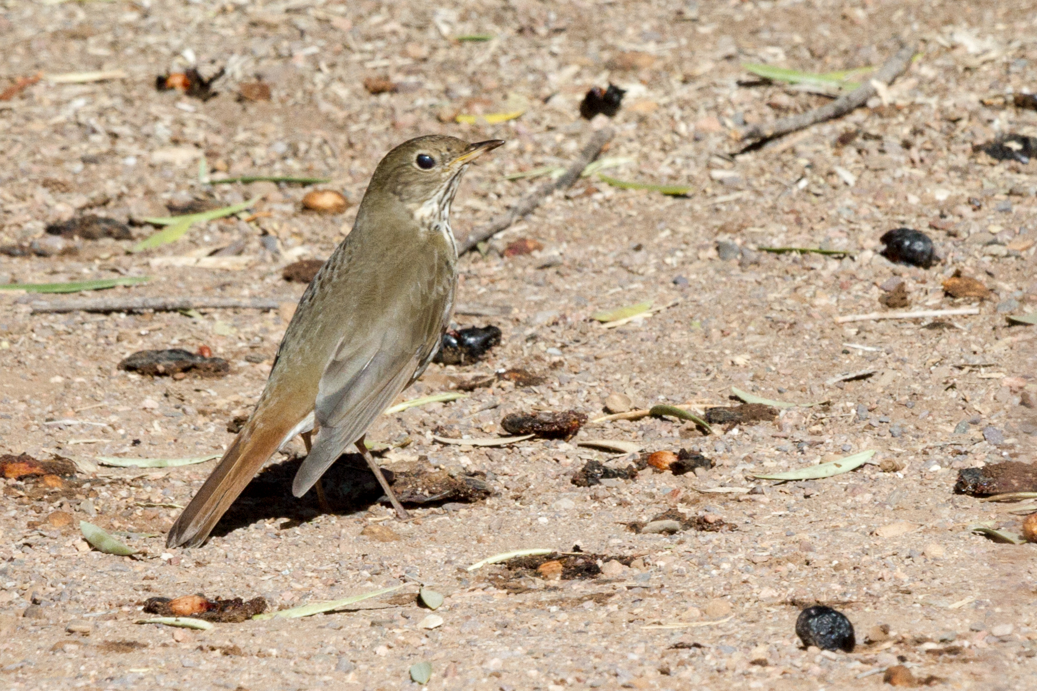 Hermit Thrush