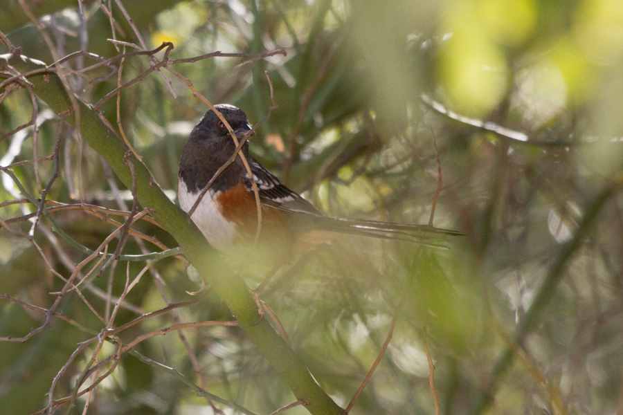 Spotted Towhee