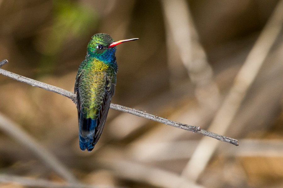 Broad-billed Hummingbird