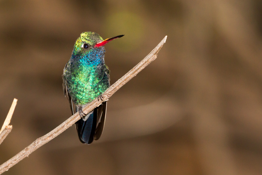 Broad-billed Hummingbird