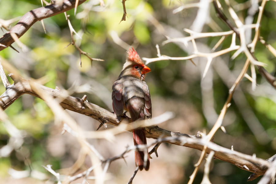 Northern Cardinal