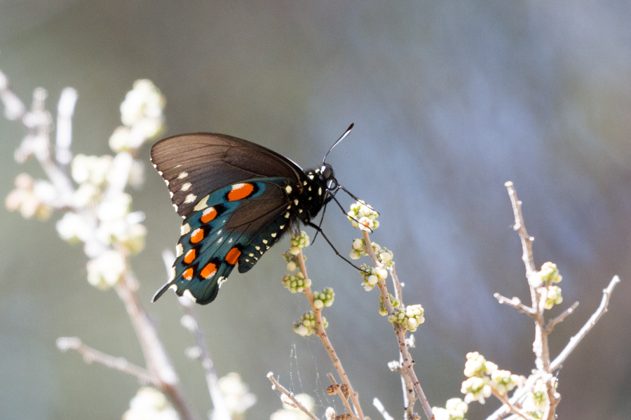 Pipevine Swallowtail