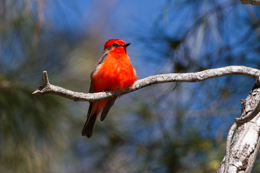 Vermilion Flycatcher