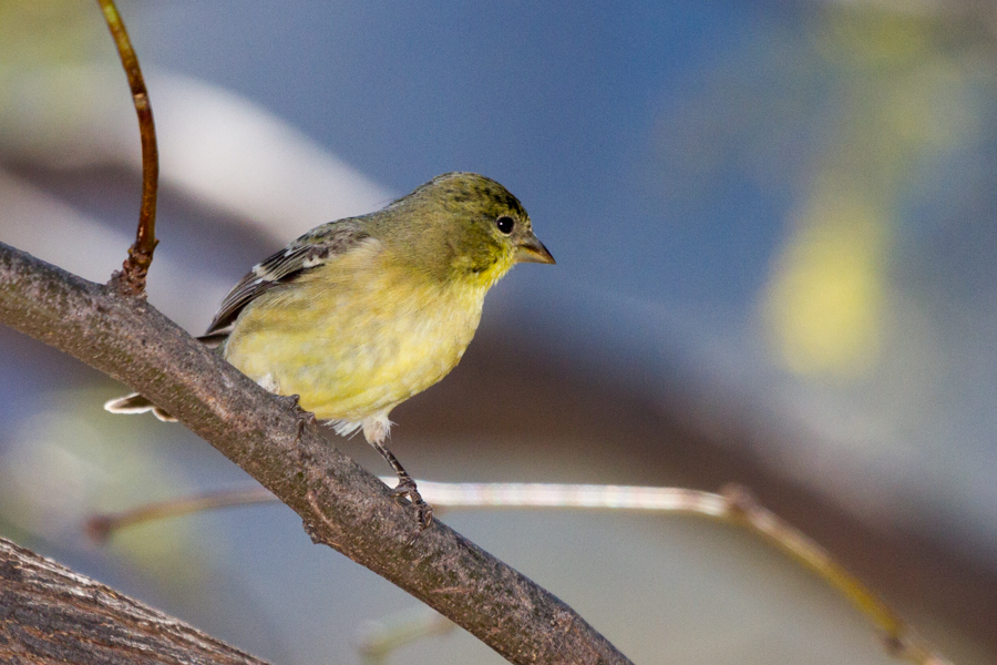 Lesser Goldfinch