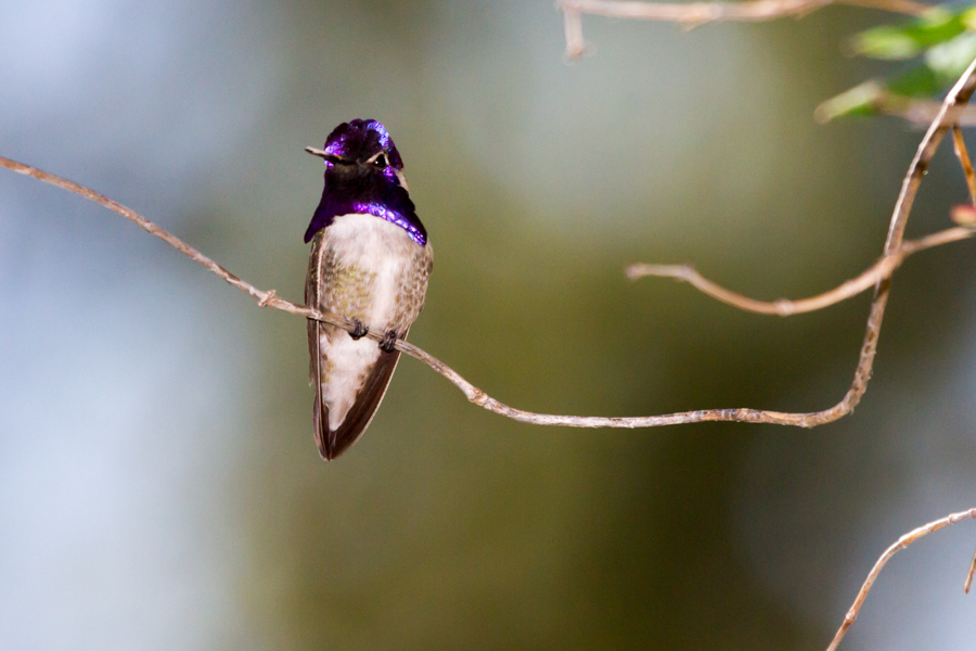 Costas Hummingbird