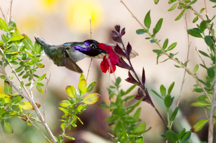 Costas Hummingbird