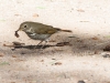 Hermit Thrush