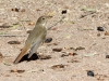 Hermit Thrush