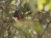 Spotted Towhee