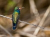 Broad-billed Hummingbird