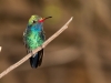 Broad-billed Hummingbird