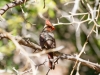 Northern Cardinal