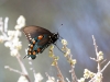 Pipevine Swallowtail