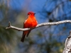 Vermilion Flycatcher