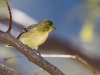 Lesser Goldfinch