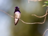 Costas Hummingbird