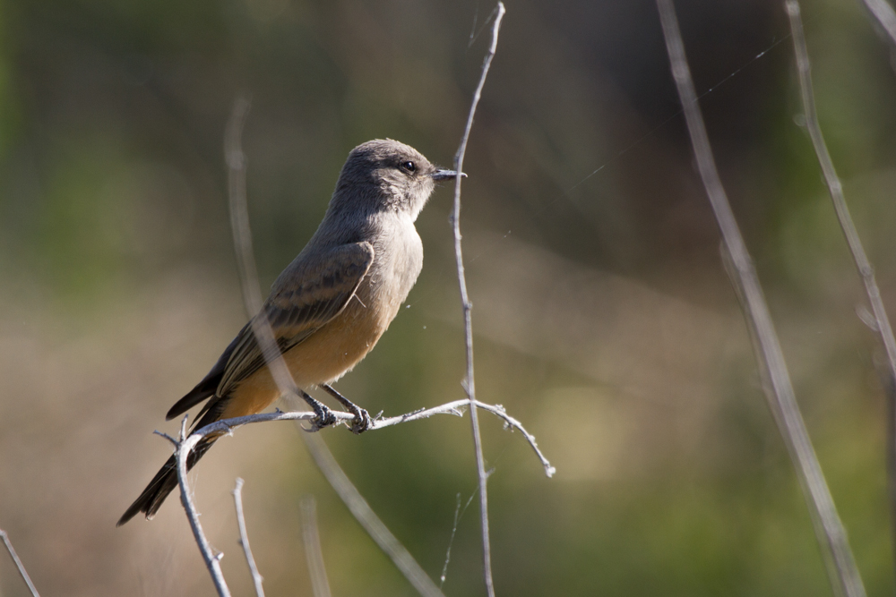 Say\'s Phoebe