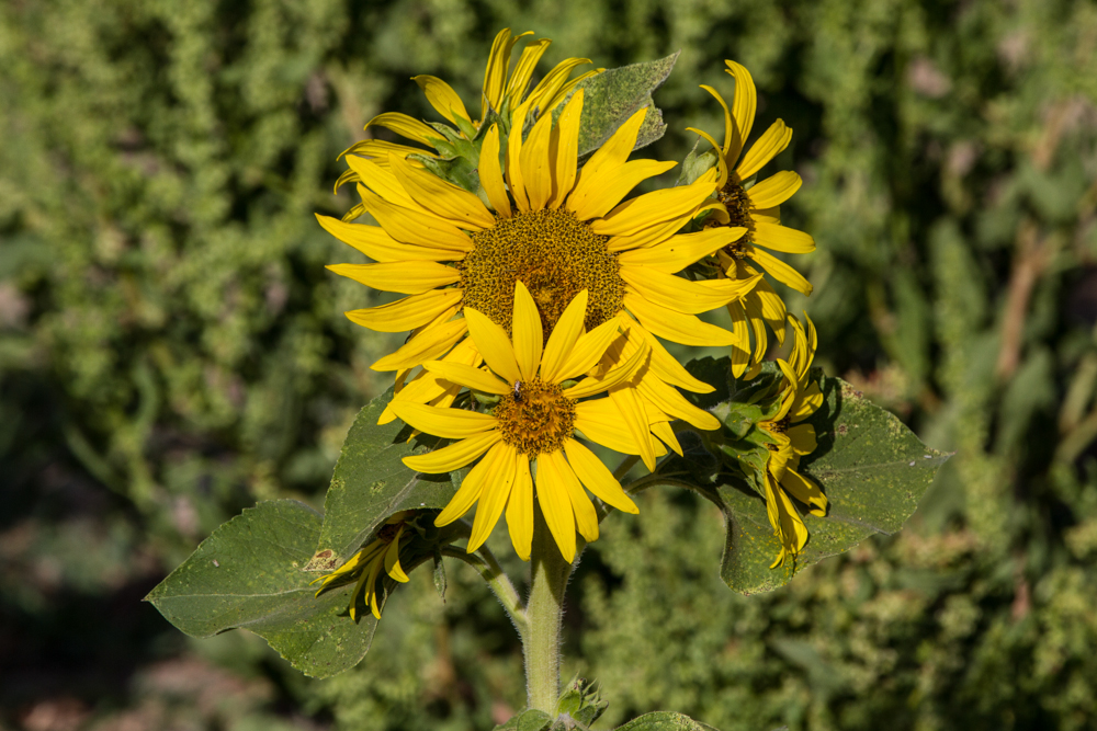 Sunflower