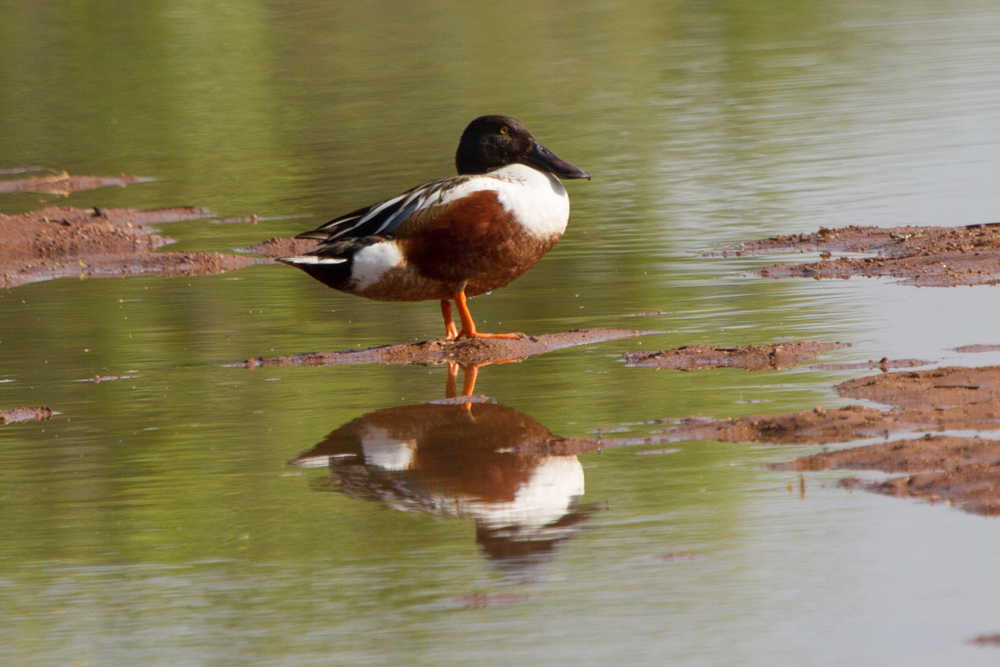 Northern Shoveler