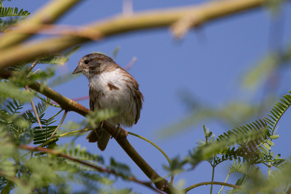 Song Sparrow