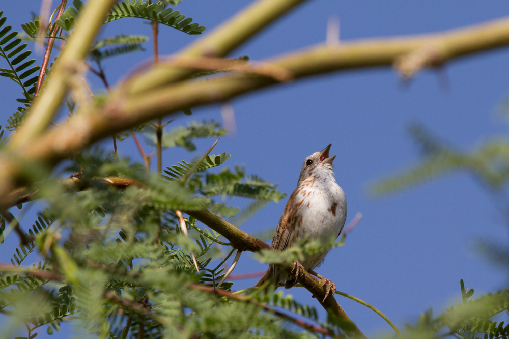 Song Sparrow