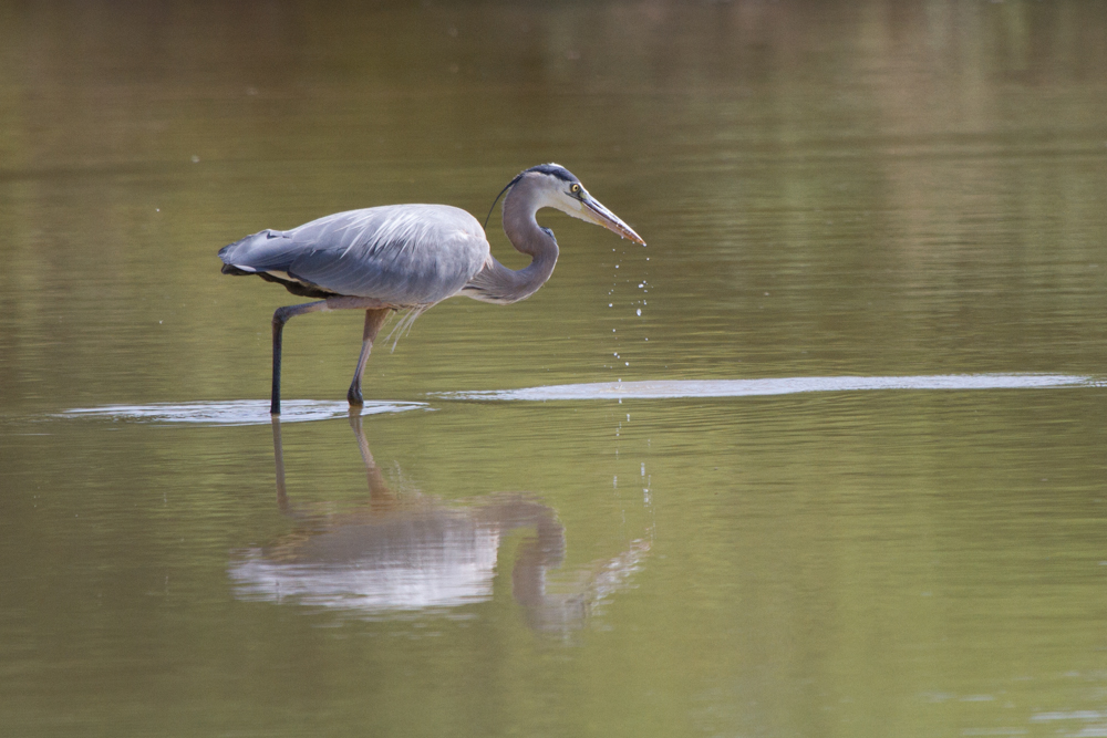 Great Blue Heron