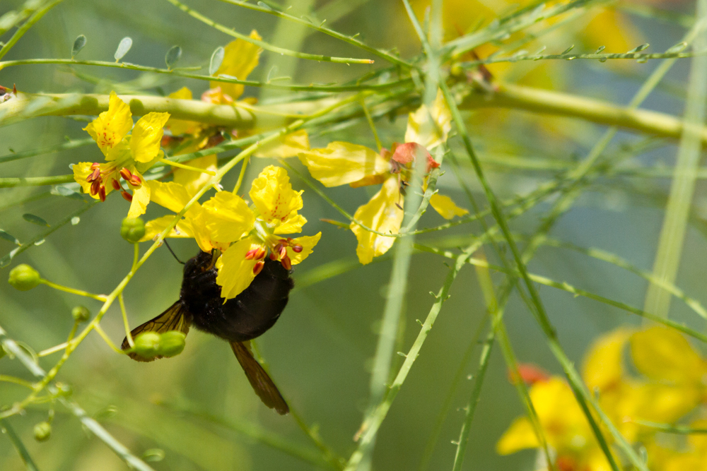 Palo Verde Flowers with Bee