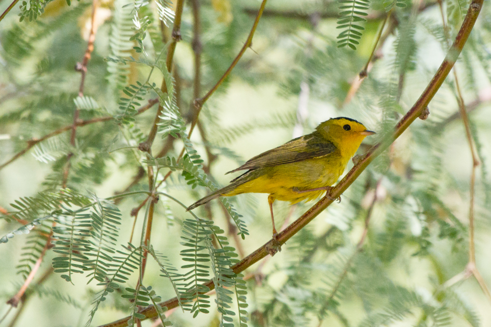 Wilson\'s Warbler