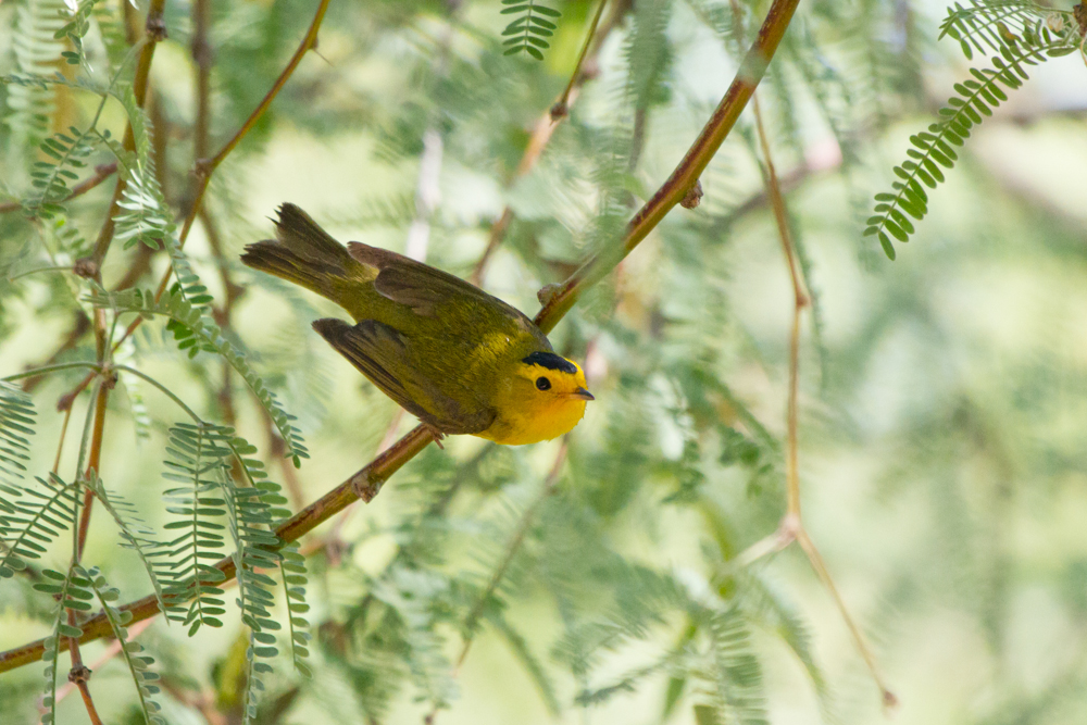 Wilson\'s Warbler