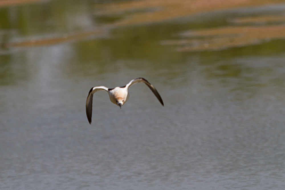 American Avocet