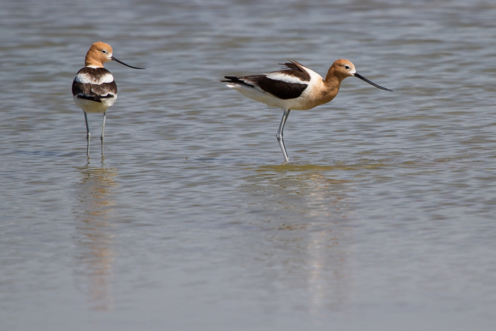 American Avocet