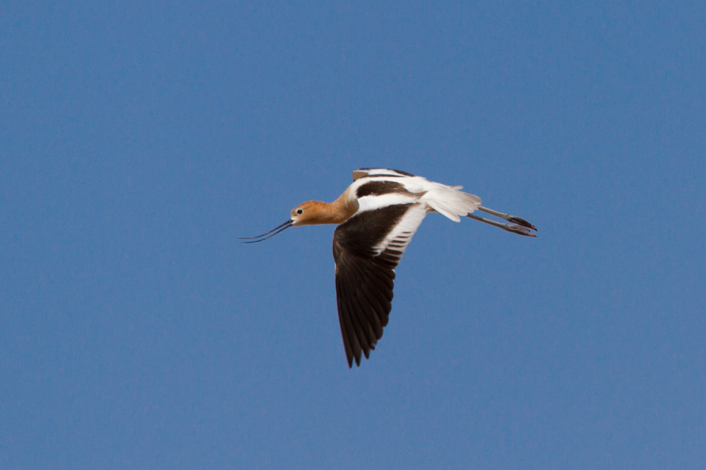 American Avocet