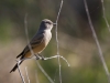 Say's Phoebe