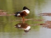 Northern Shoveler