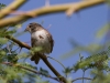 Song Sparrow