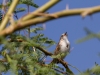 Song Sparrow