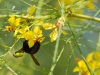 Palo Verde Flowers with Bee