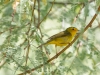 Wilson's Warbler