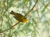 Wilson's Warbler