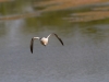 American Avocet