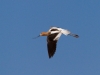 American Avocet