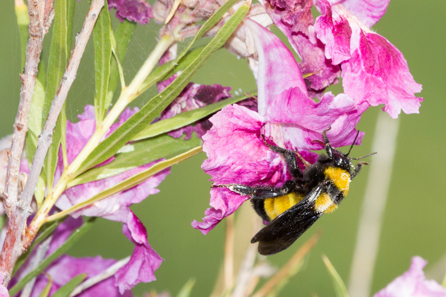 Flower with bee