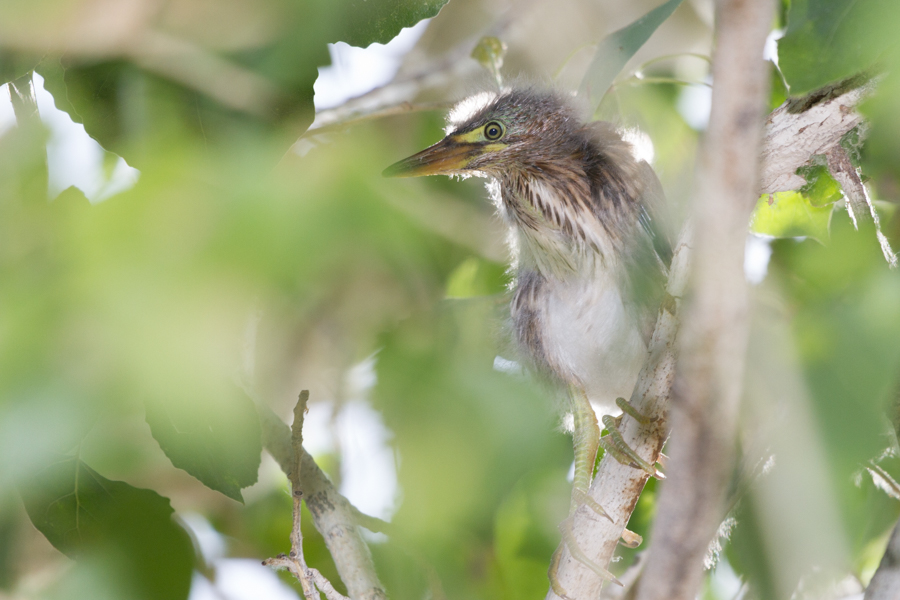 Green Heron Chick