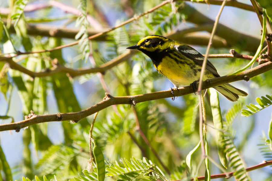 Townsend's Warbler