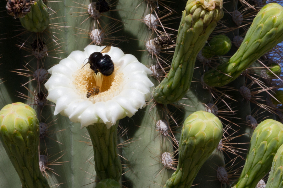 Sagurao Flower and bee