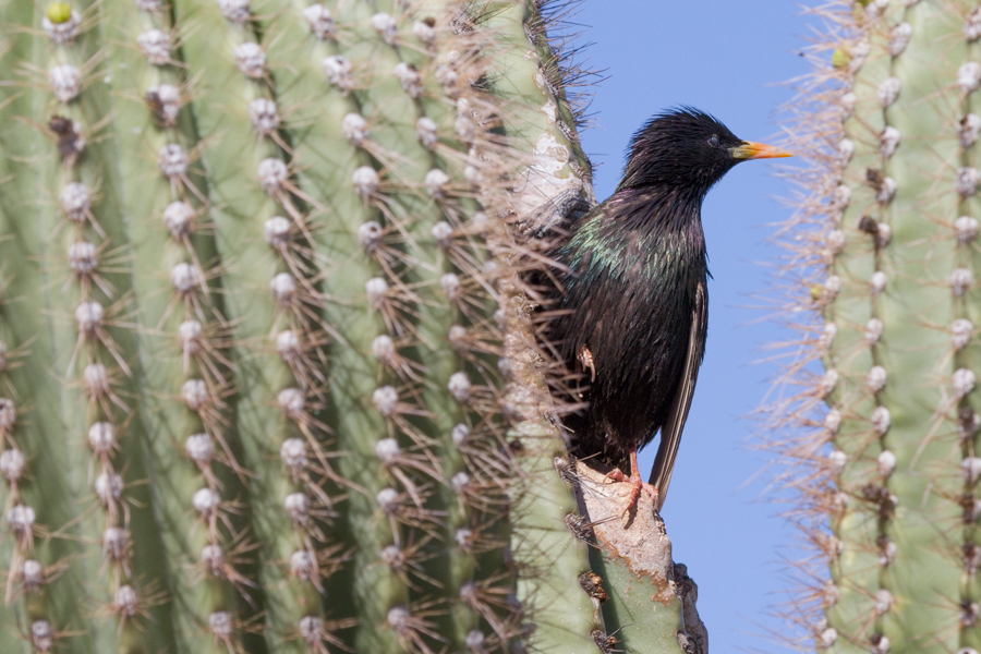 European Starling