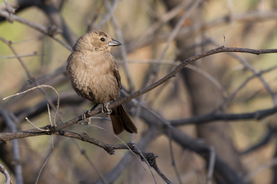 Female Brown-headed Cowbird