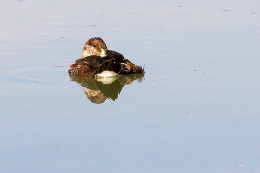 Ruddy Duck