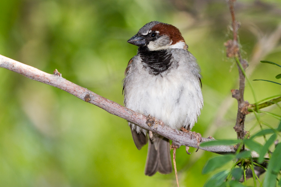 House Sparrow