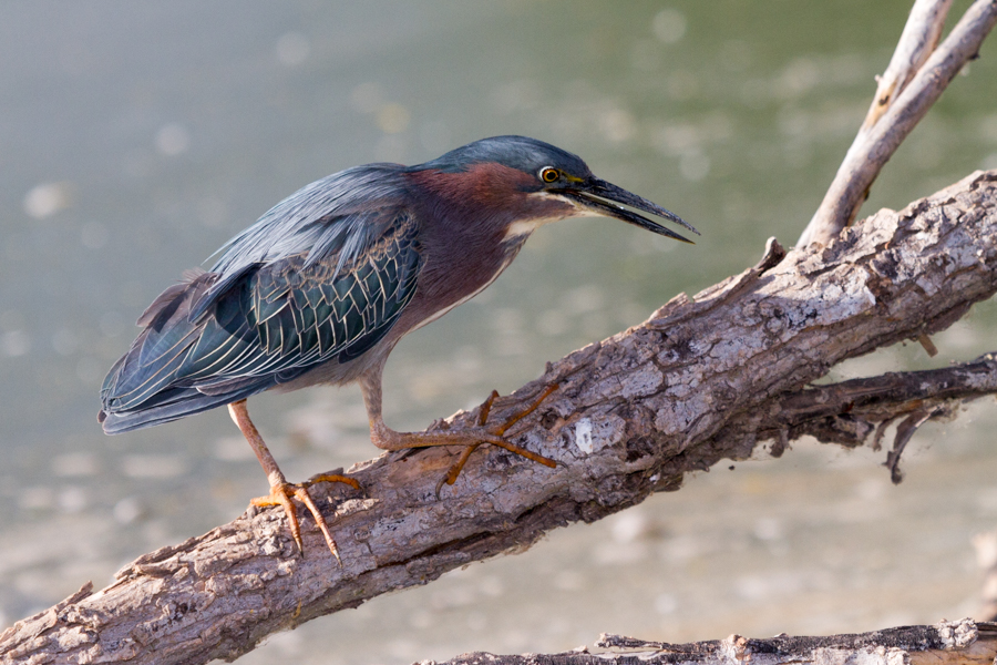 Green Heron. RPWR.